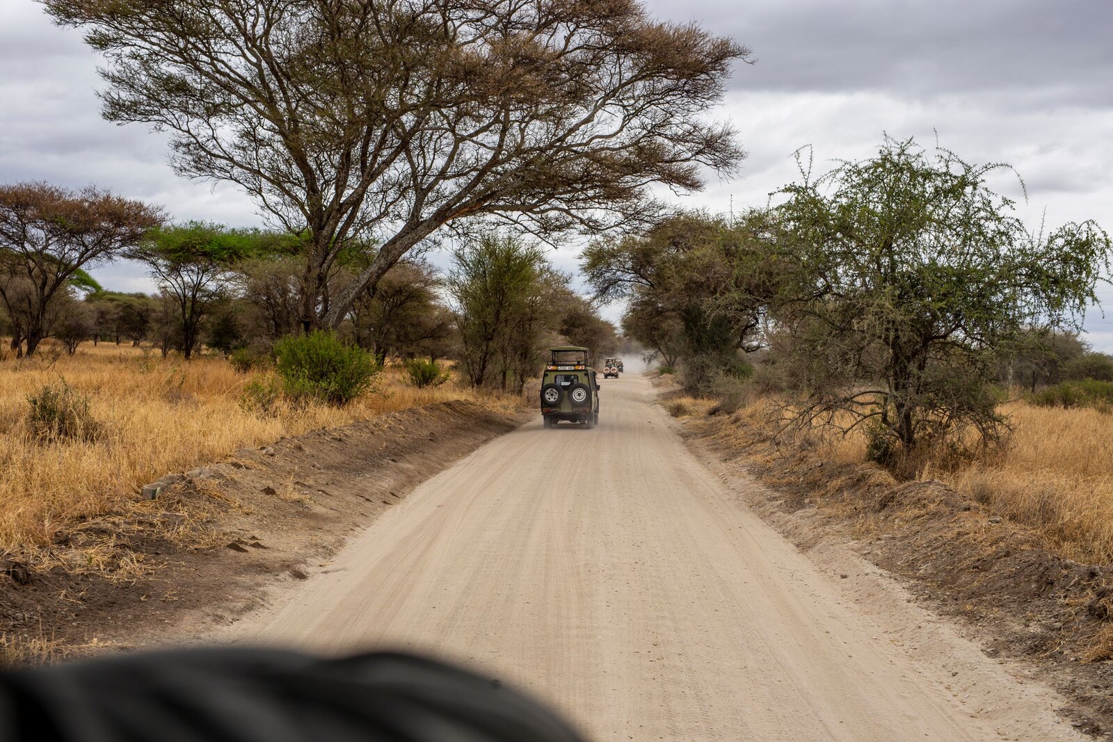 Dirt road lined with acacia trees crossing open bush