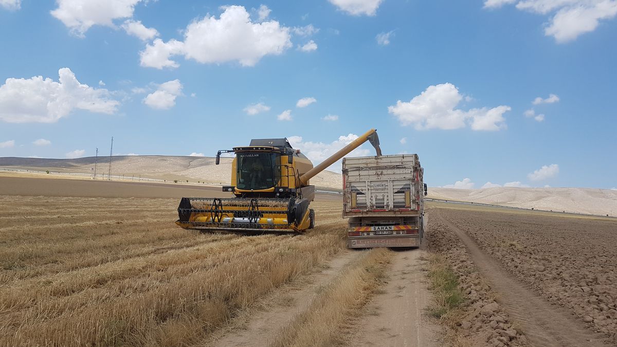 Combine harvester loading grain into a waiting truck